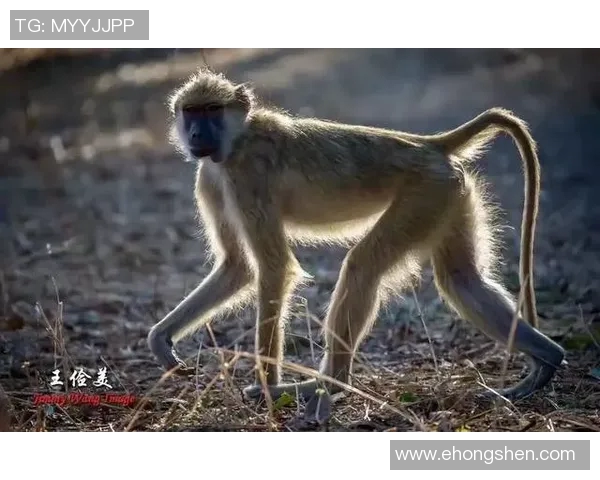 足球明星与动物的奇妙对比：他们身上的特质与野性之美